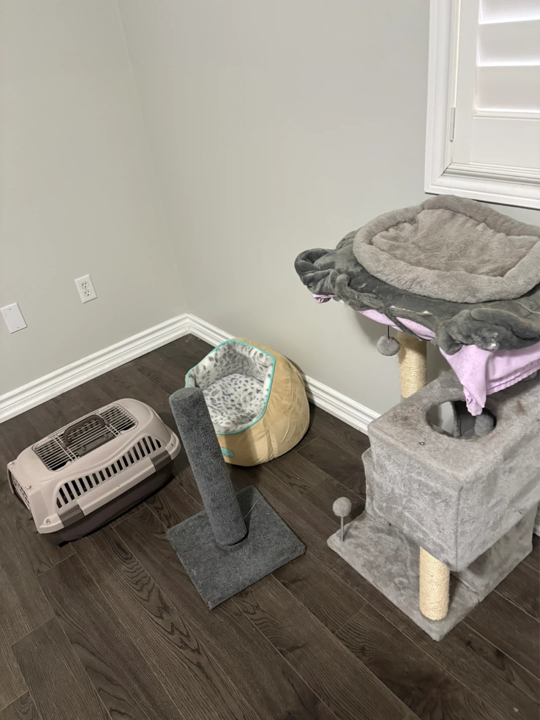 Cat Tree, Carrier, and Beds Bundle
