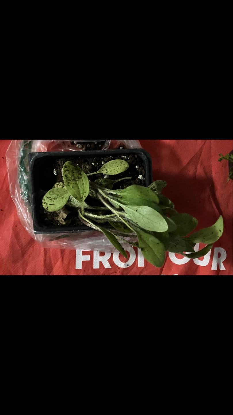 Free Live Black Eyed Susan Native Plant Seedlings 🌱 🪴💚🌻