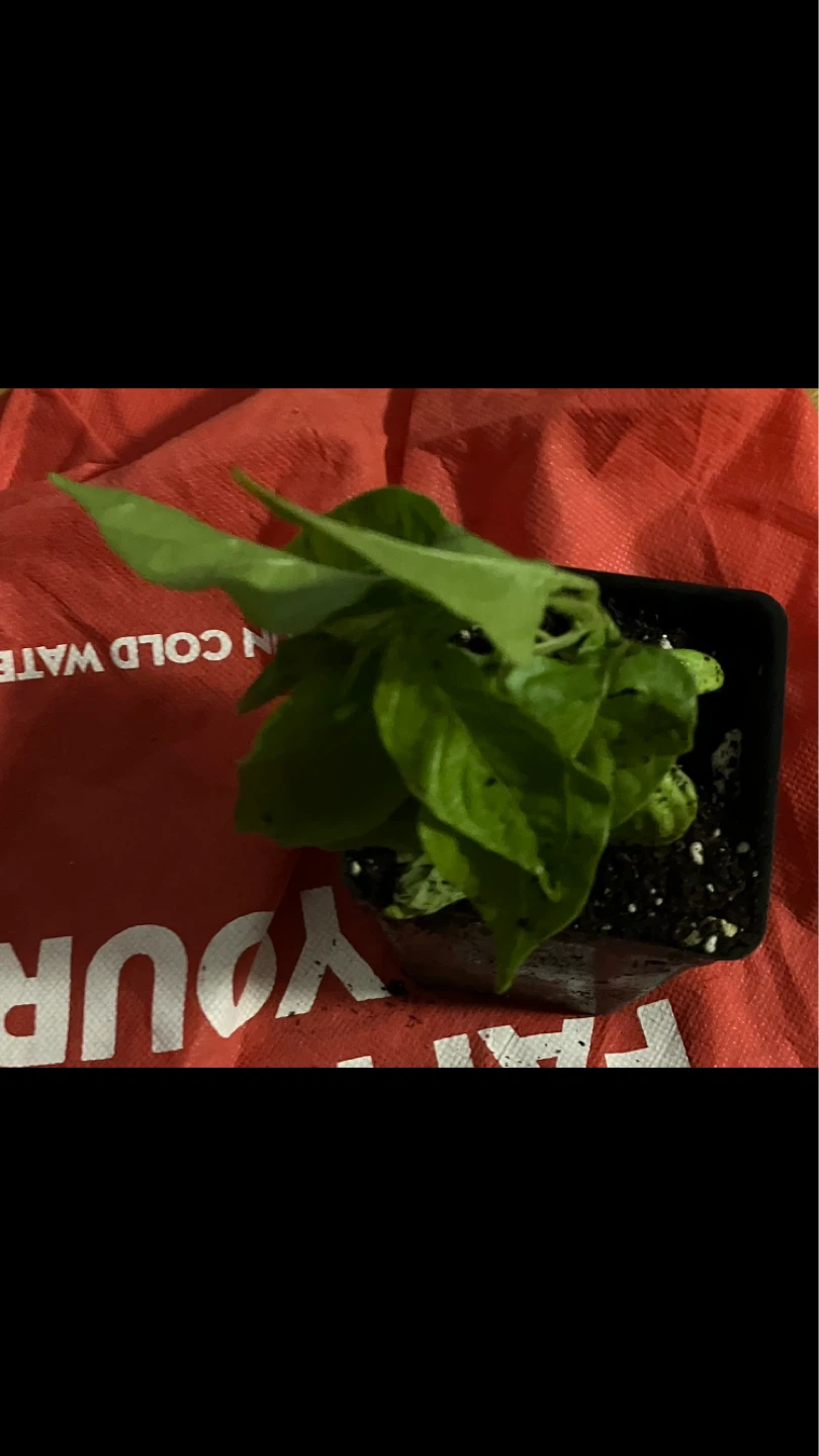 Free Potted Scotch Bonnet Pepper Plant 🌶️ 🫑 🪴 🌱💚