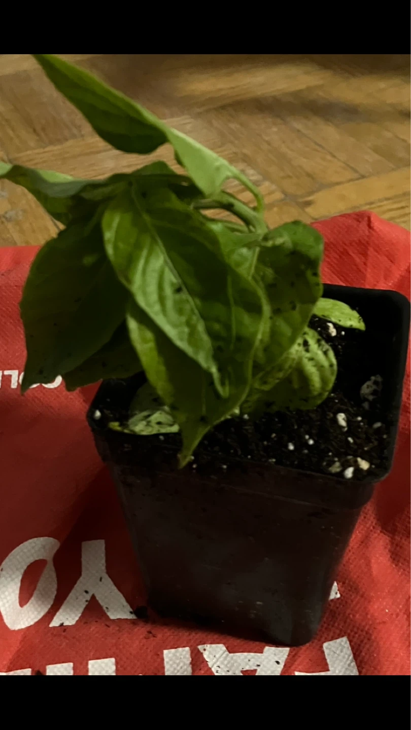 Free Potted Scotch Bonnet Pepper Plant 🌶️ 🫑 🪴 🌱💚 - photo 2