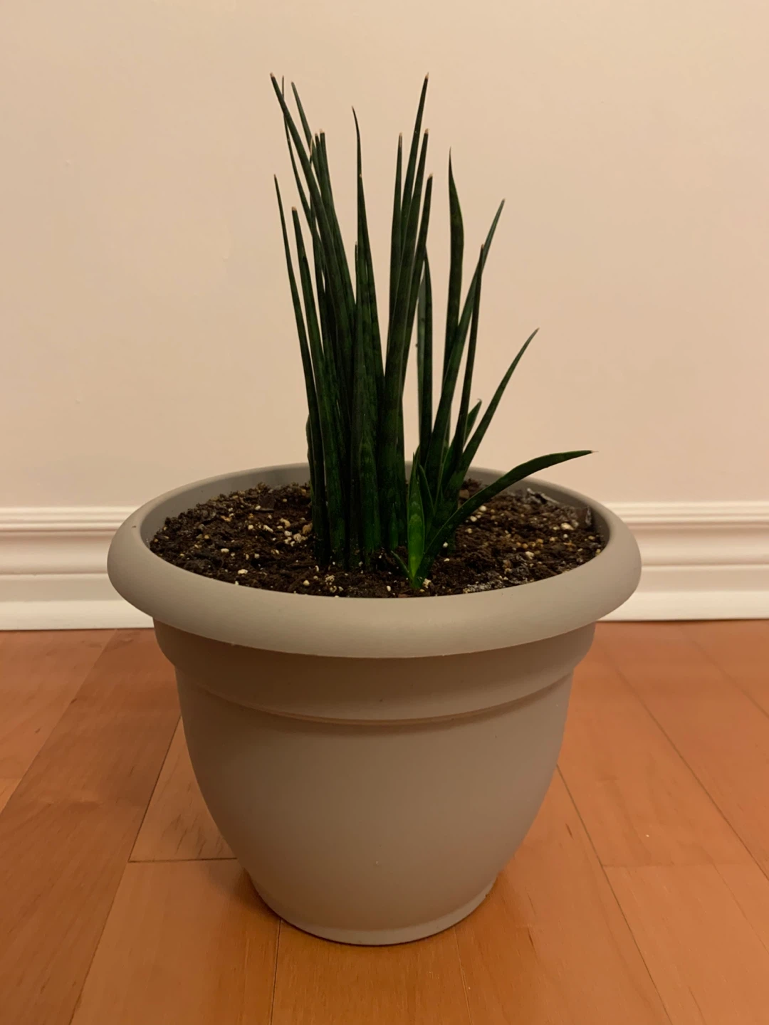Snake Plant in Modern Grey Planter