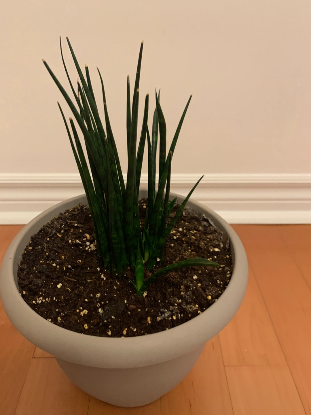 Snake Plant in Modern Grey Planter - photo 3