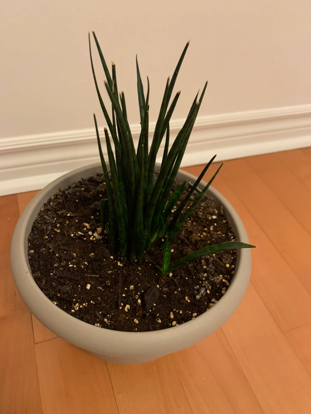 Snake Plant in Modern Grey Planter - photo 2