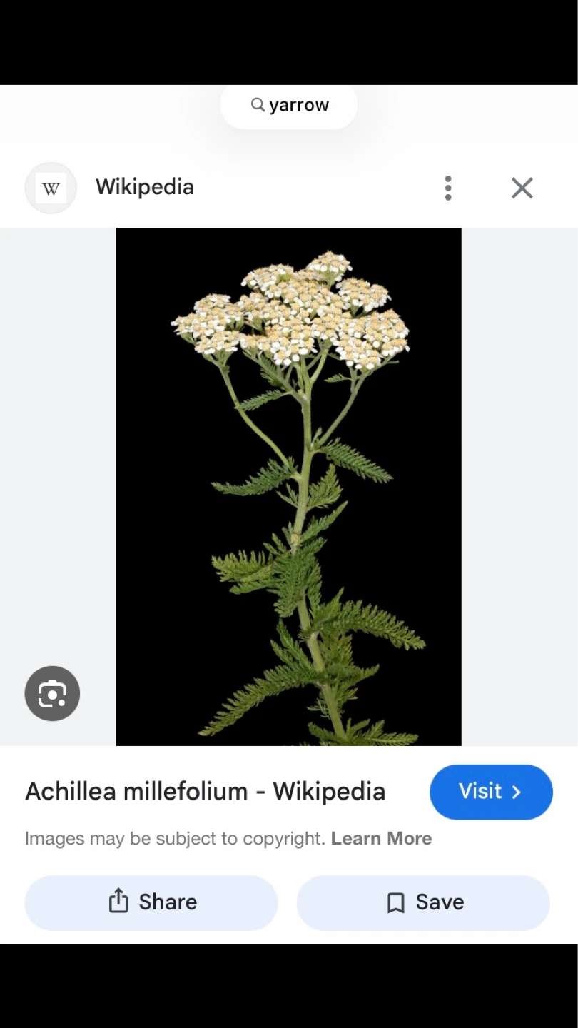 Free Fresh Yarrow Native Perennial Plant Seedlings🪴 🌱💚 - photo 3