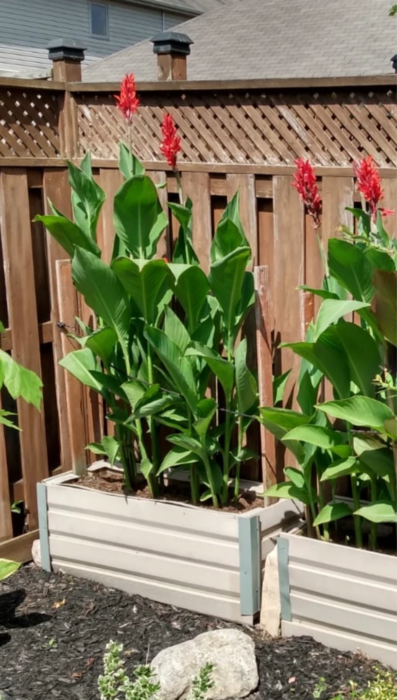 Canna Lilly Bulb in Soil