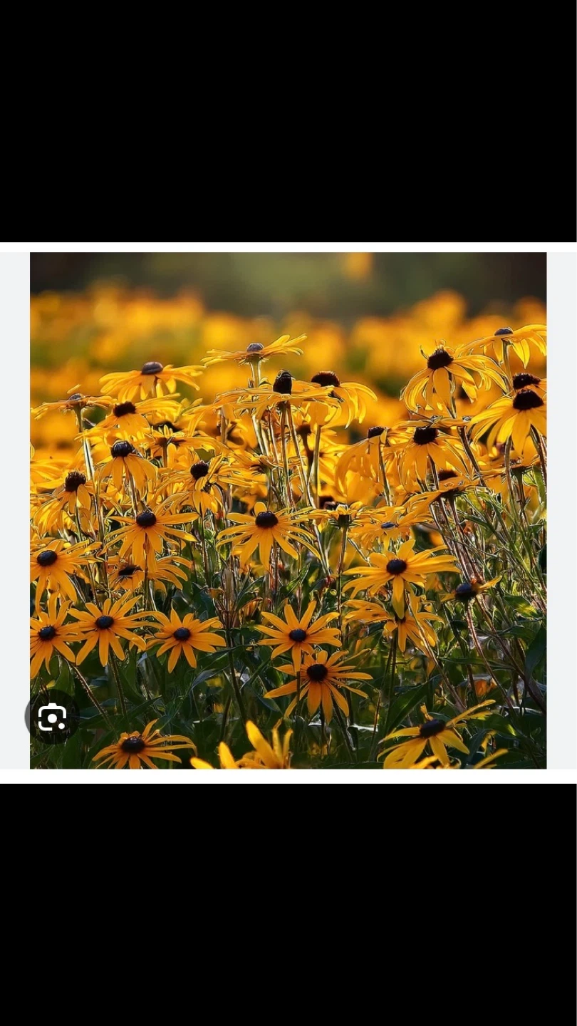 Free Live Black Eyed Susan Native Plant Seedlings 🌱 🪴💚🌻 - photo 2