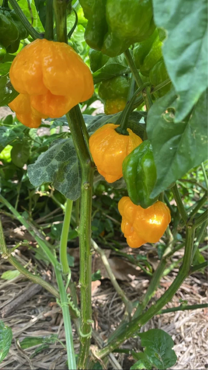 Free Potted Scotch Bonnet Pepper Plant 🌶️ 🫑 🪴 🌱💚 - photo 3