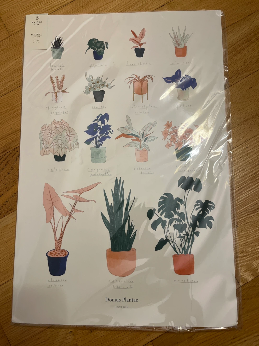 Baltic Club Domus Plantae Art Print