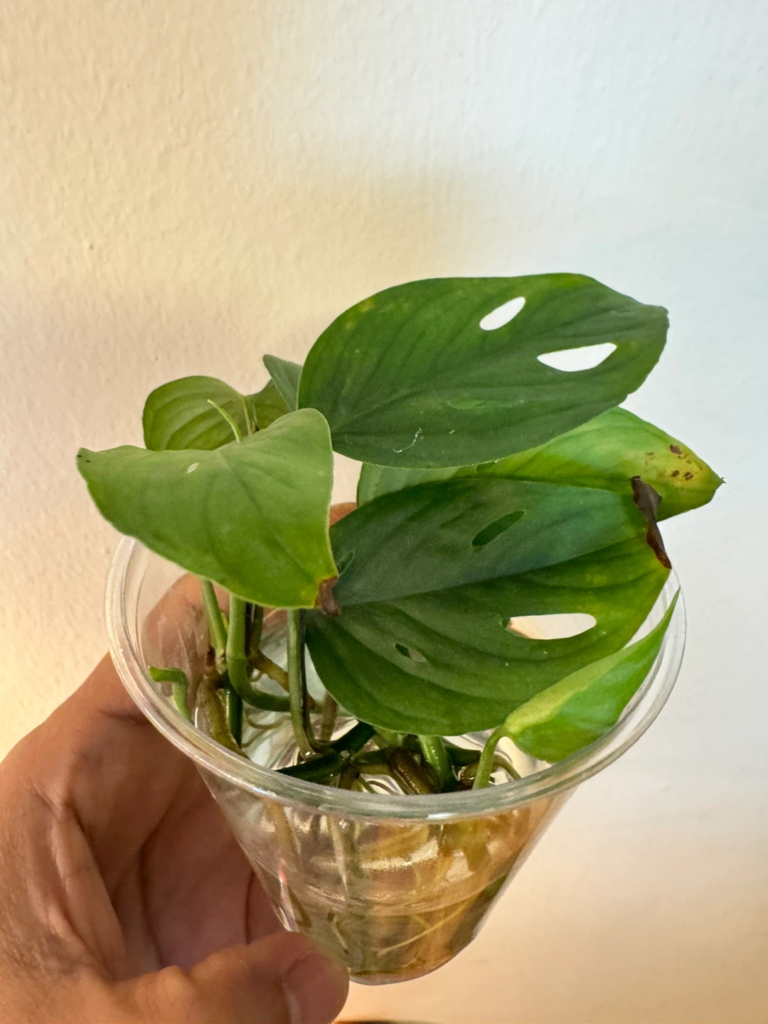 Monstera Adansonii Plant Cutting in Water