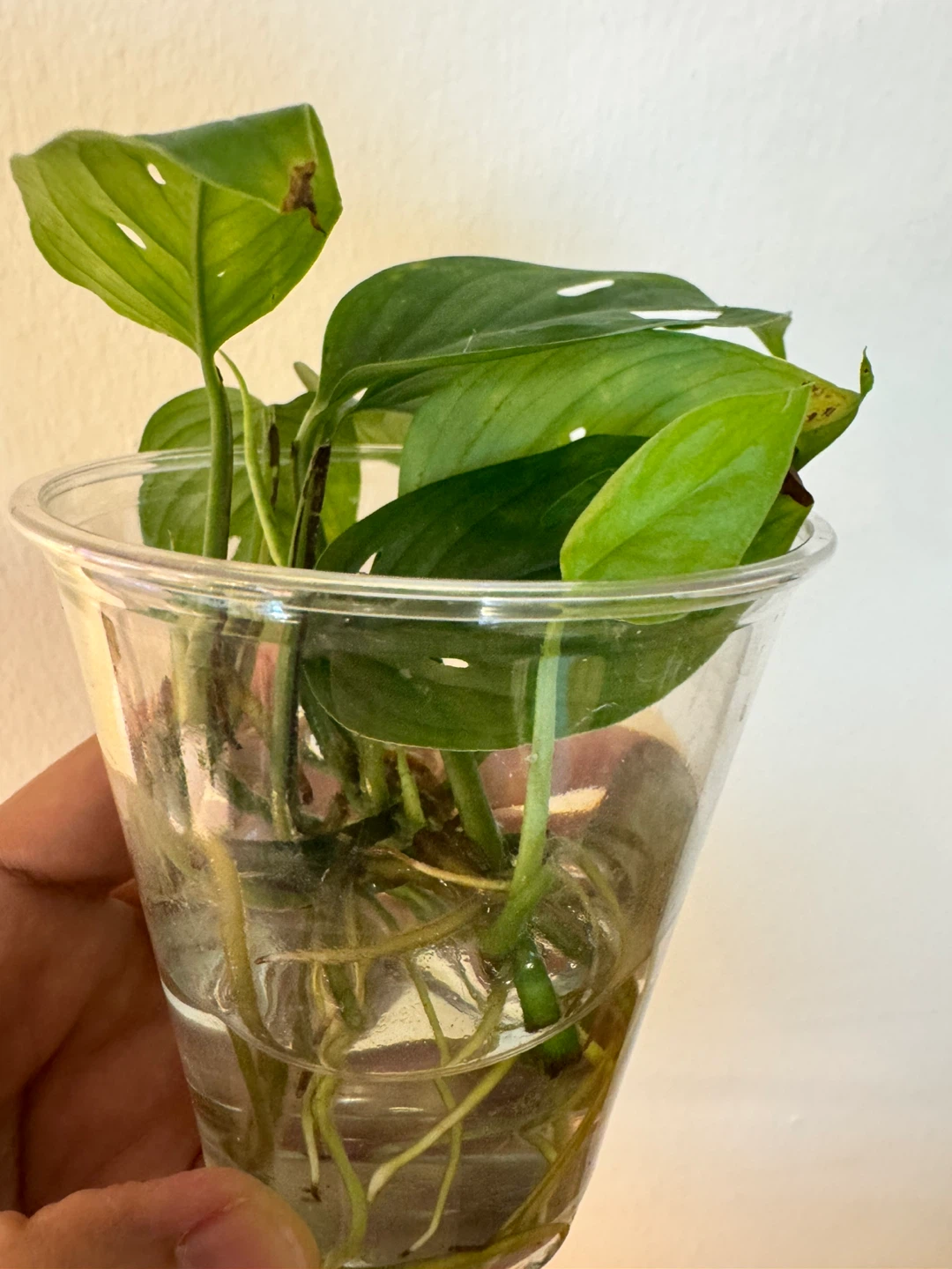 Monstera Adansonii Plant Cutting in Water - photo 2