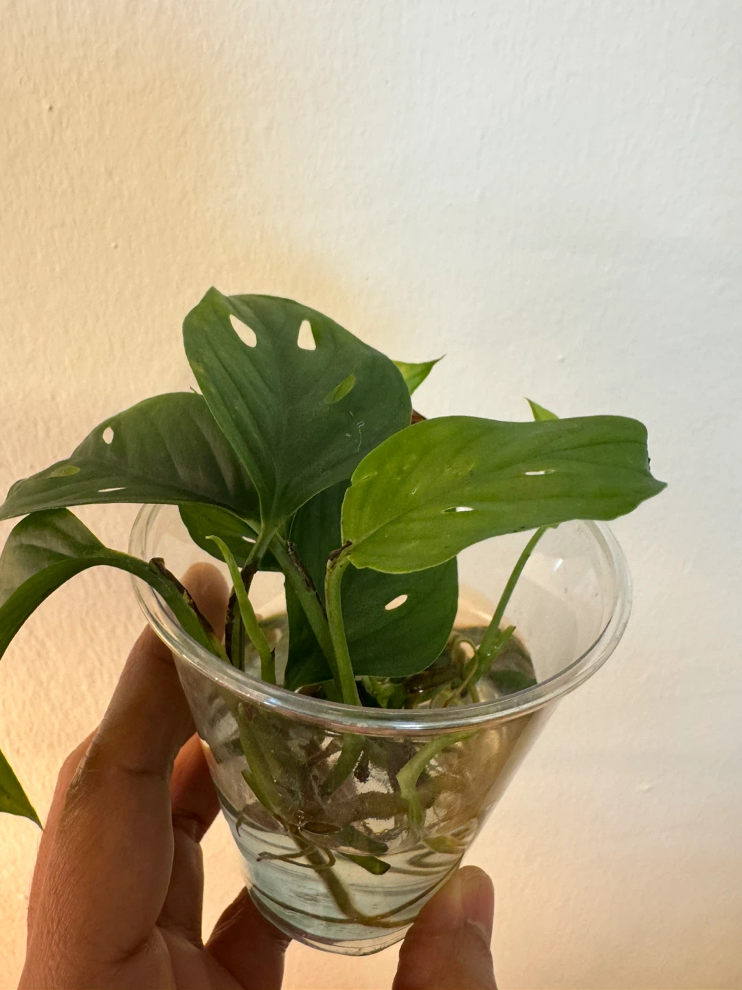 Monstera Adansonii Plant Cutting in Water - photo 3