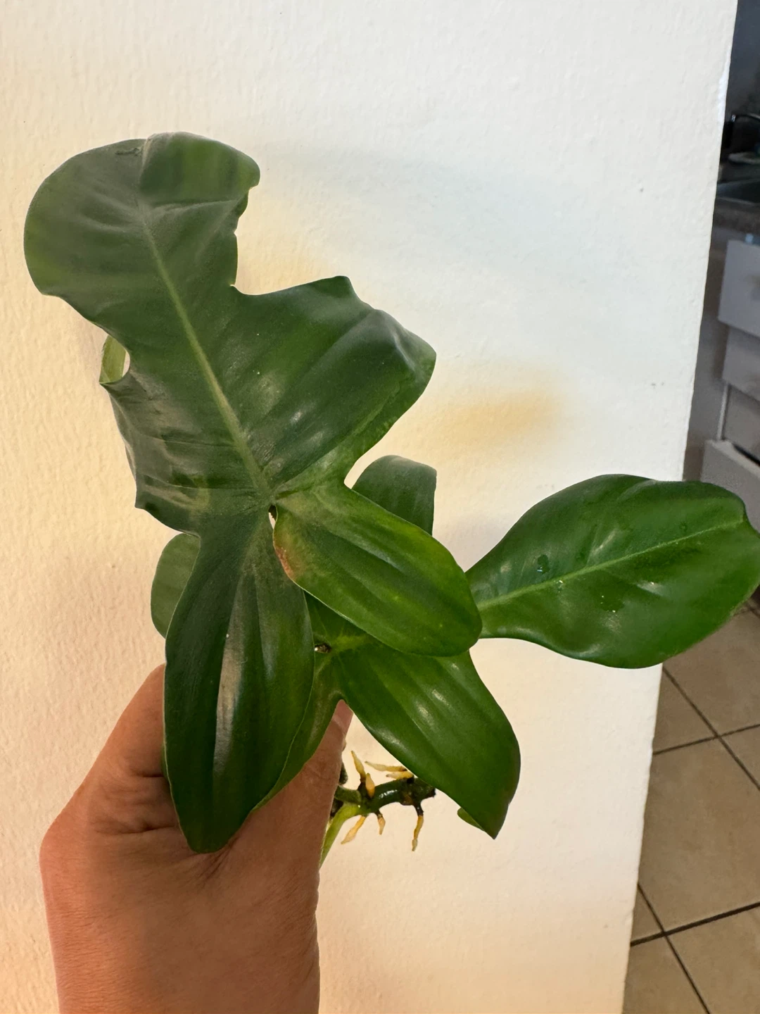 Philodendron Florida Green cutting with roots