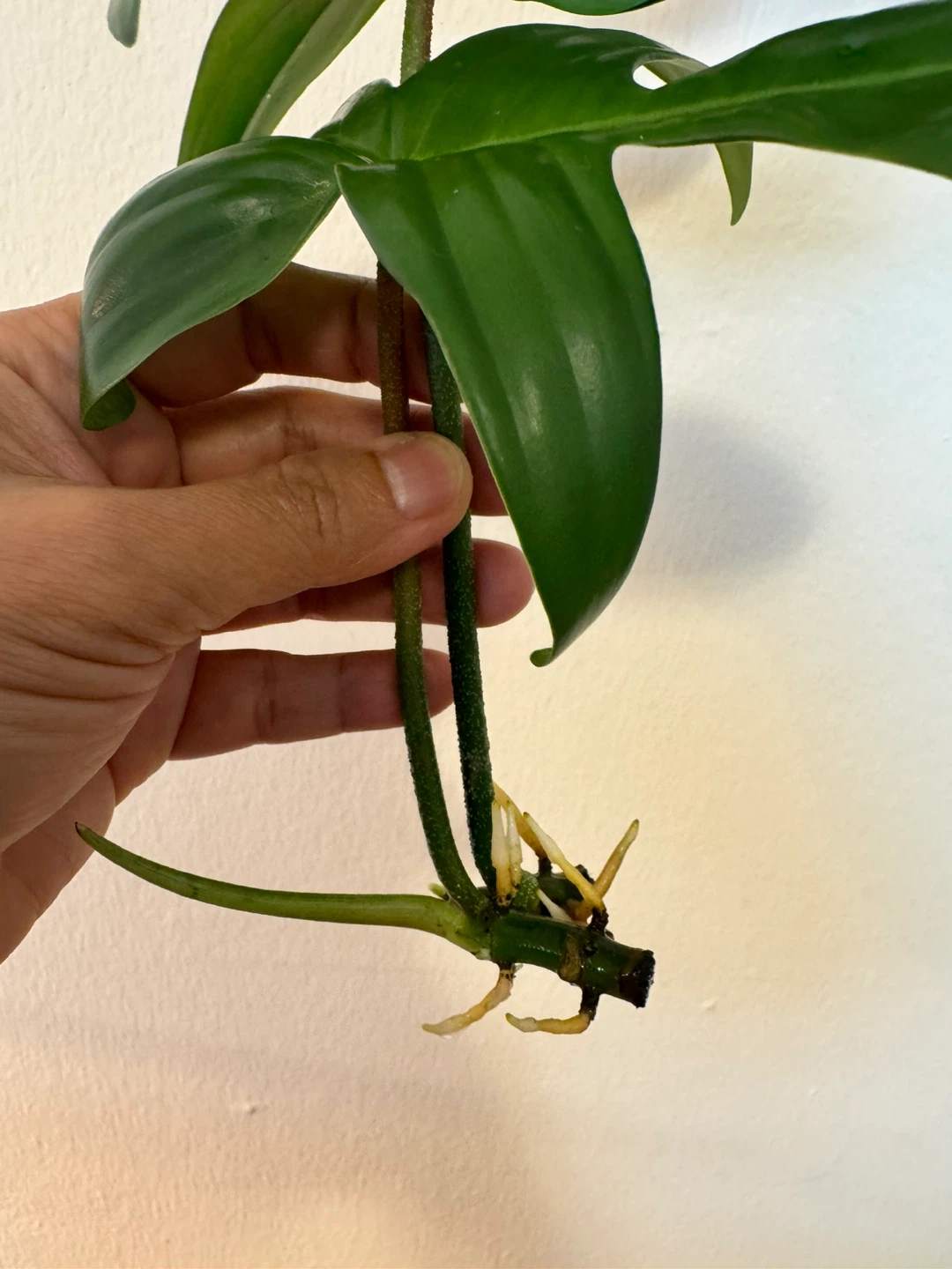 Philodendron Florida Green cutting with roots - photo 4