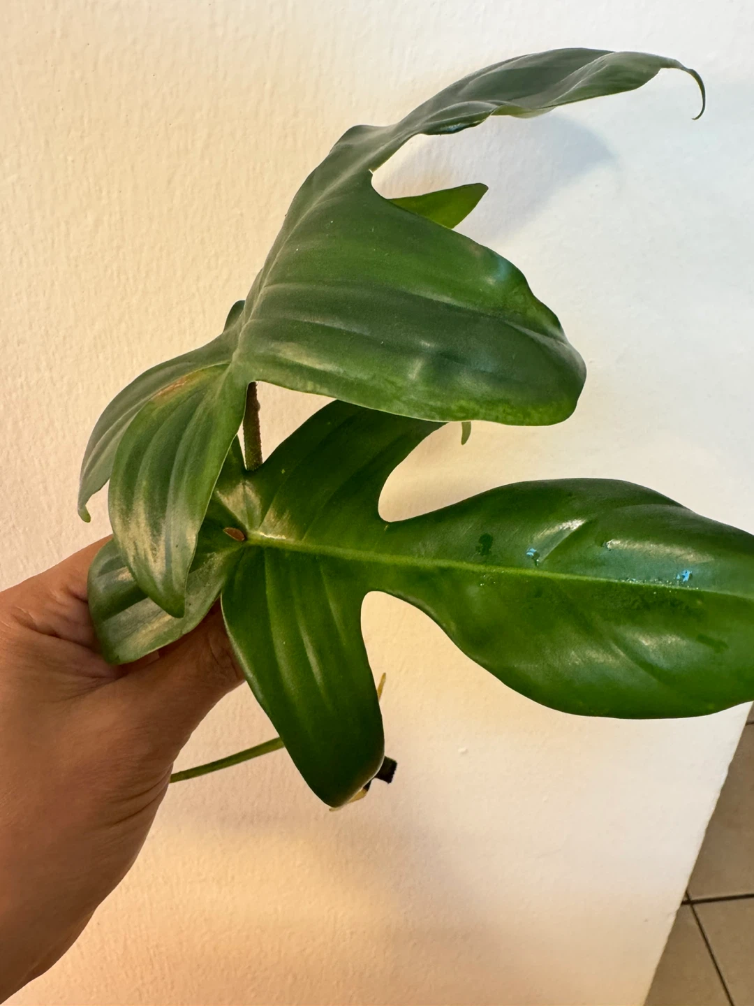 Philodendron Florida Green cutting with roots - photo 2