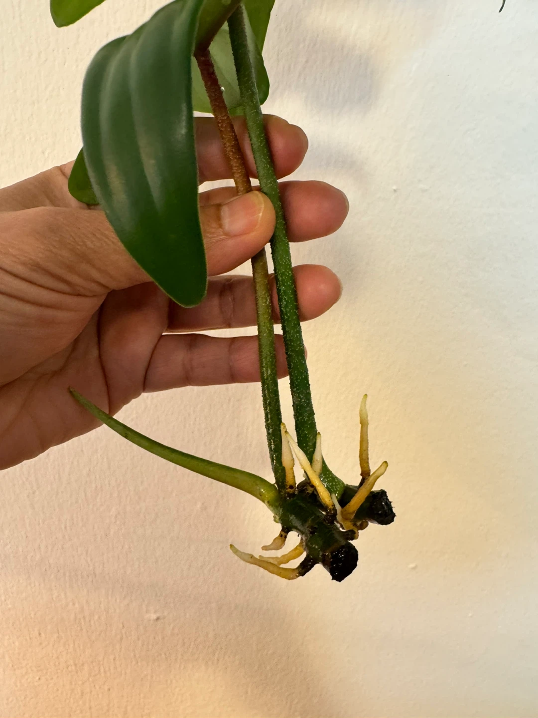 Philodendron Florida Green cutting with roots - photo 3