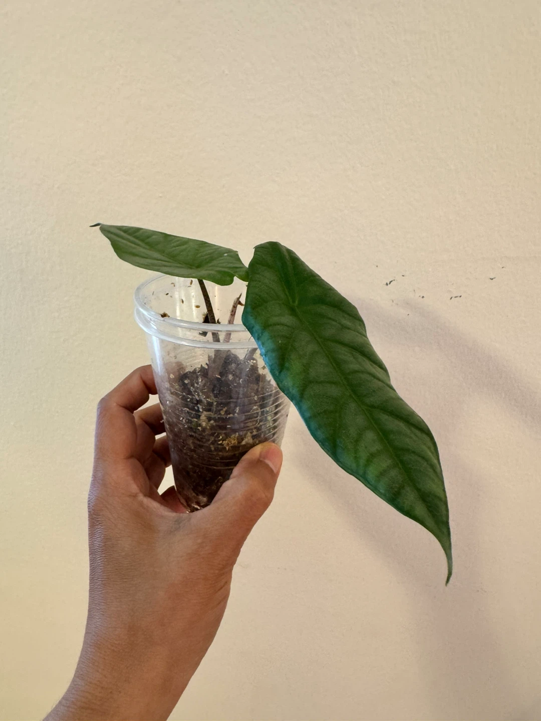 Alocasia Dragon’s Breath - photo 2