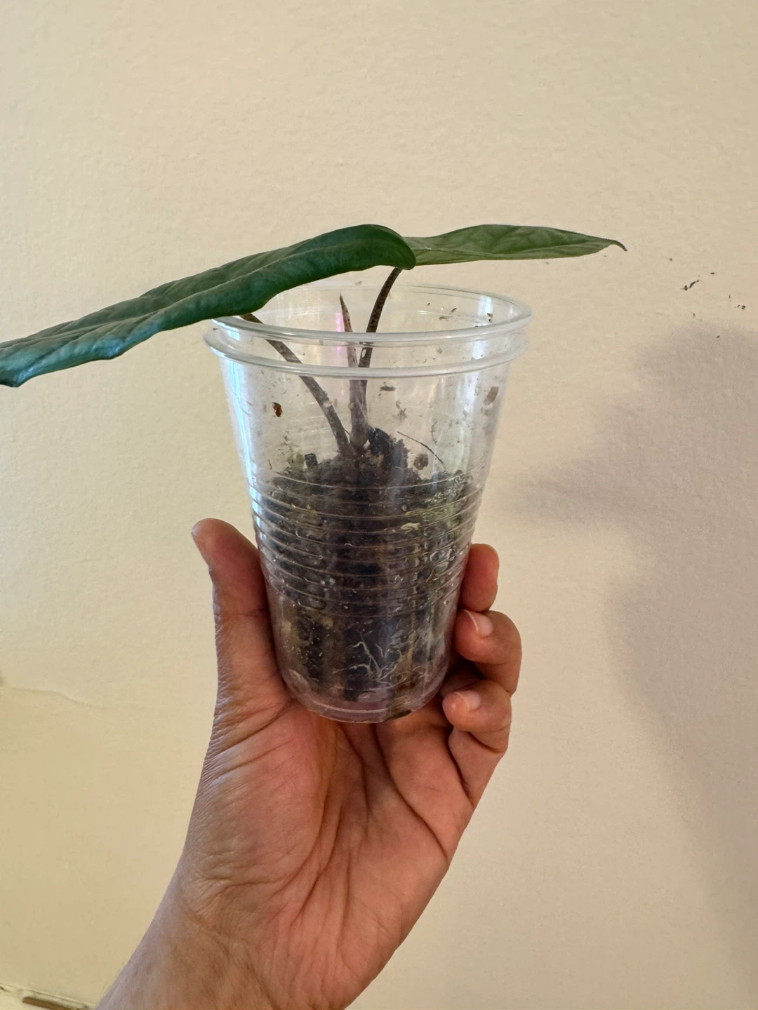 Alocasia Dragon’s Breath - photo 4