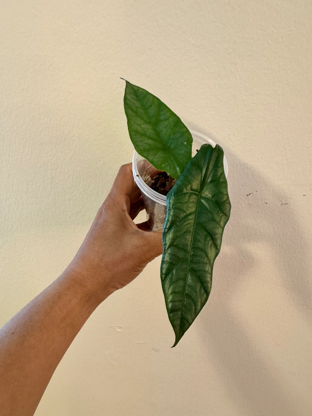 Alocasia Dragon’s Breath