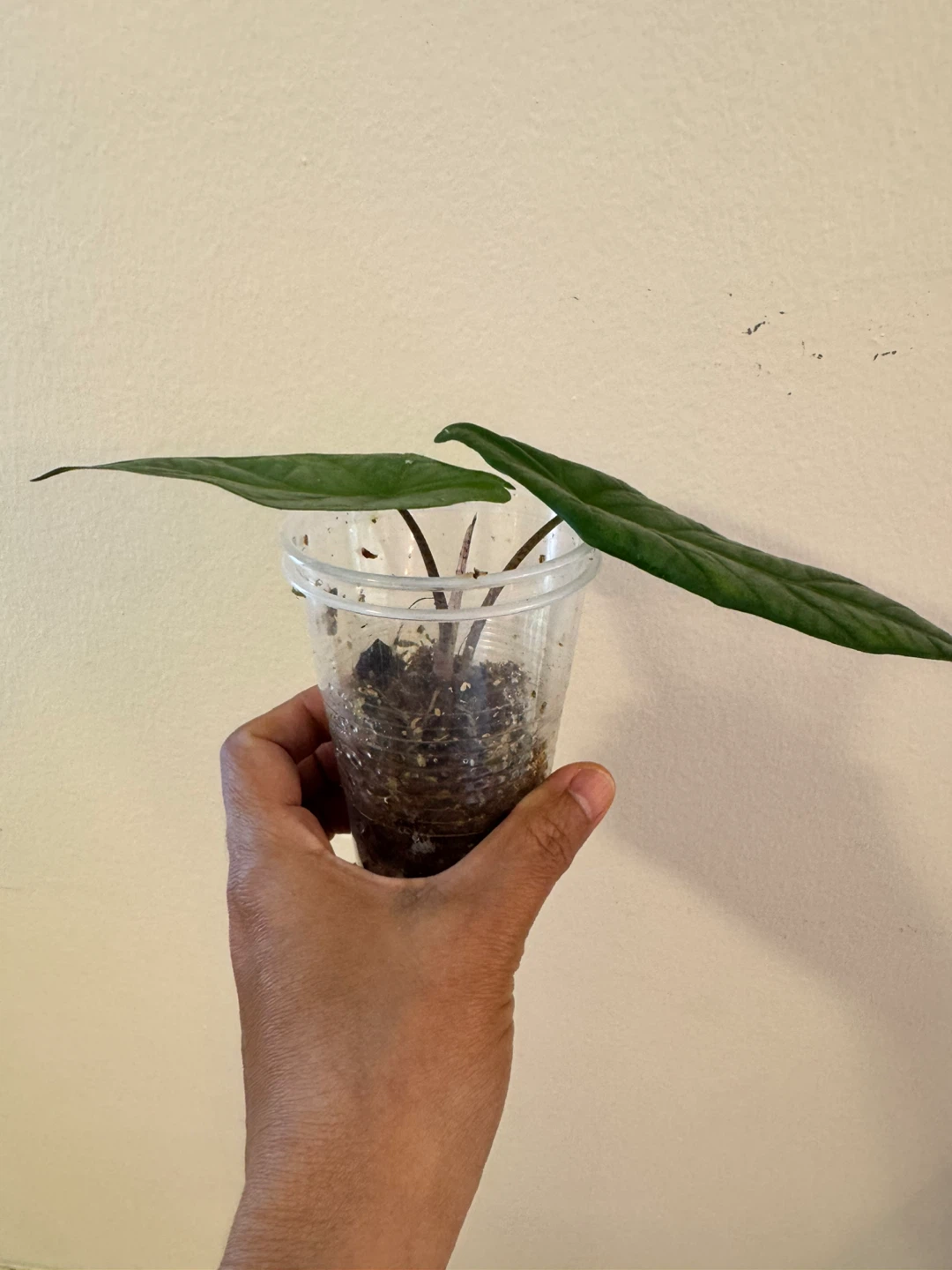 Alocasia Dragon’s Breath - photo 3