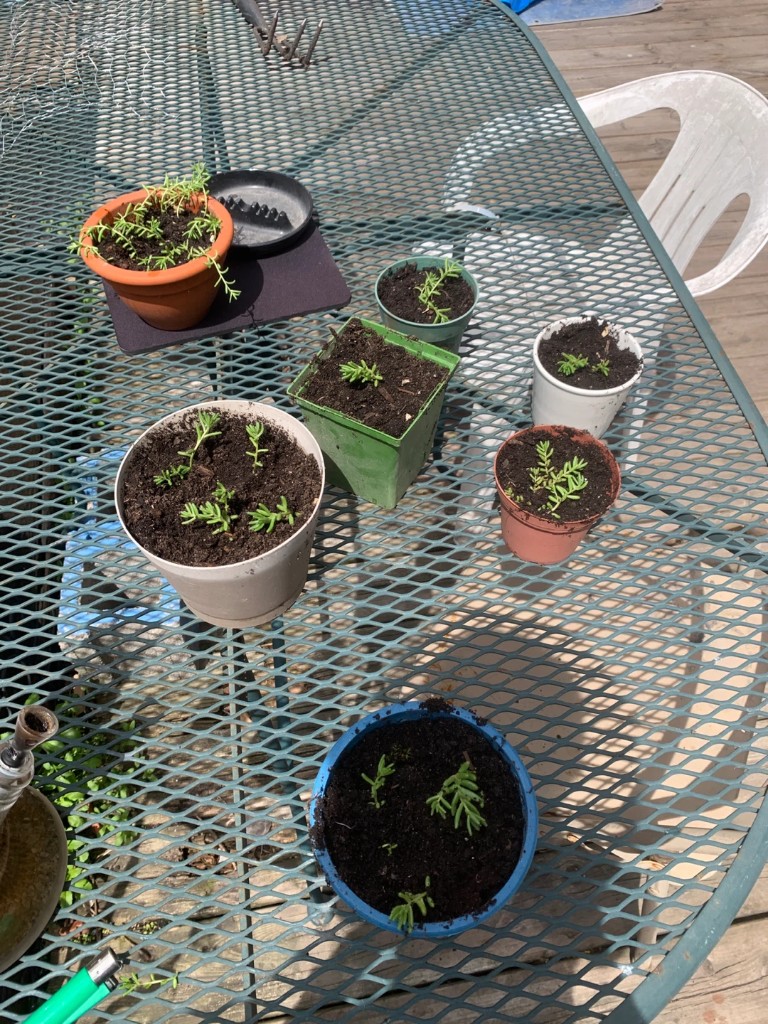 Cactus and Succulent and Plants - photo 2