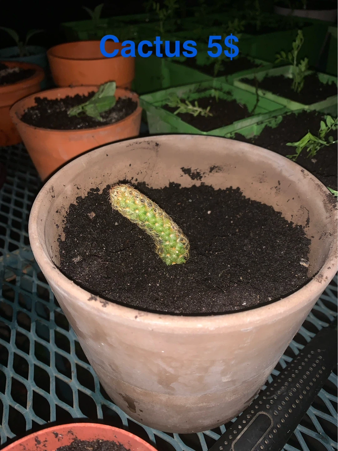 Cactus and Succulent and Plants - photo 3