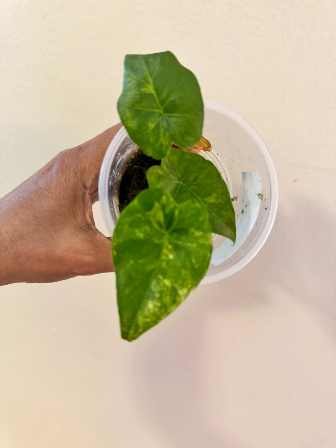 Alocasia Gageana Aurea Plant