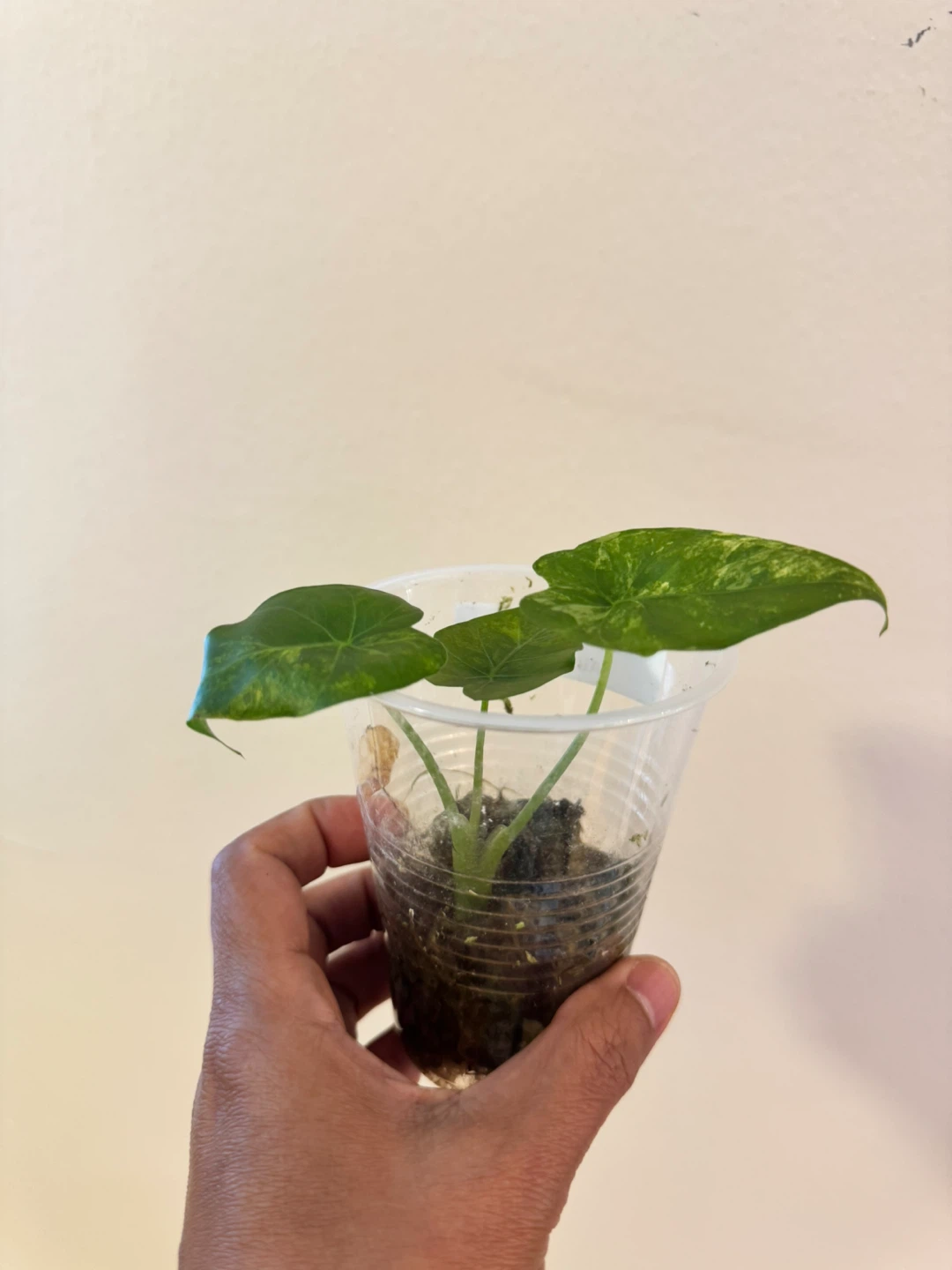 Alocasia Gageana Aurea Plant - photo 2