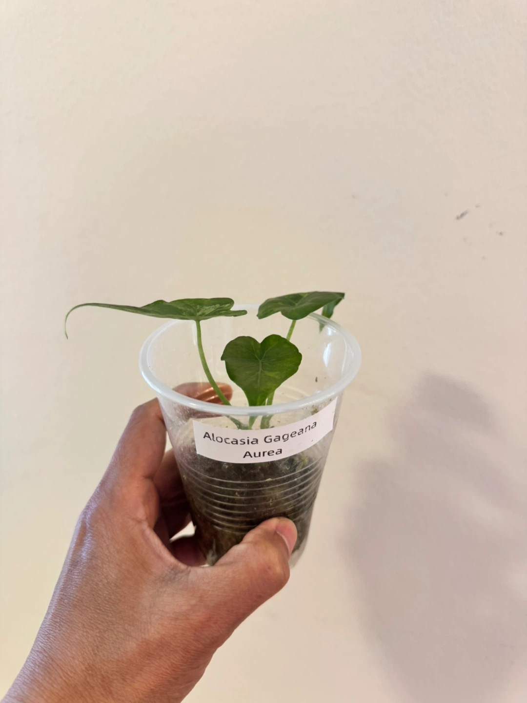 Alocasia Gageana Aurea Plant - photo 3