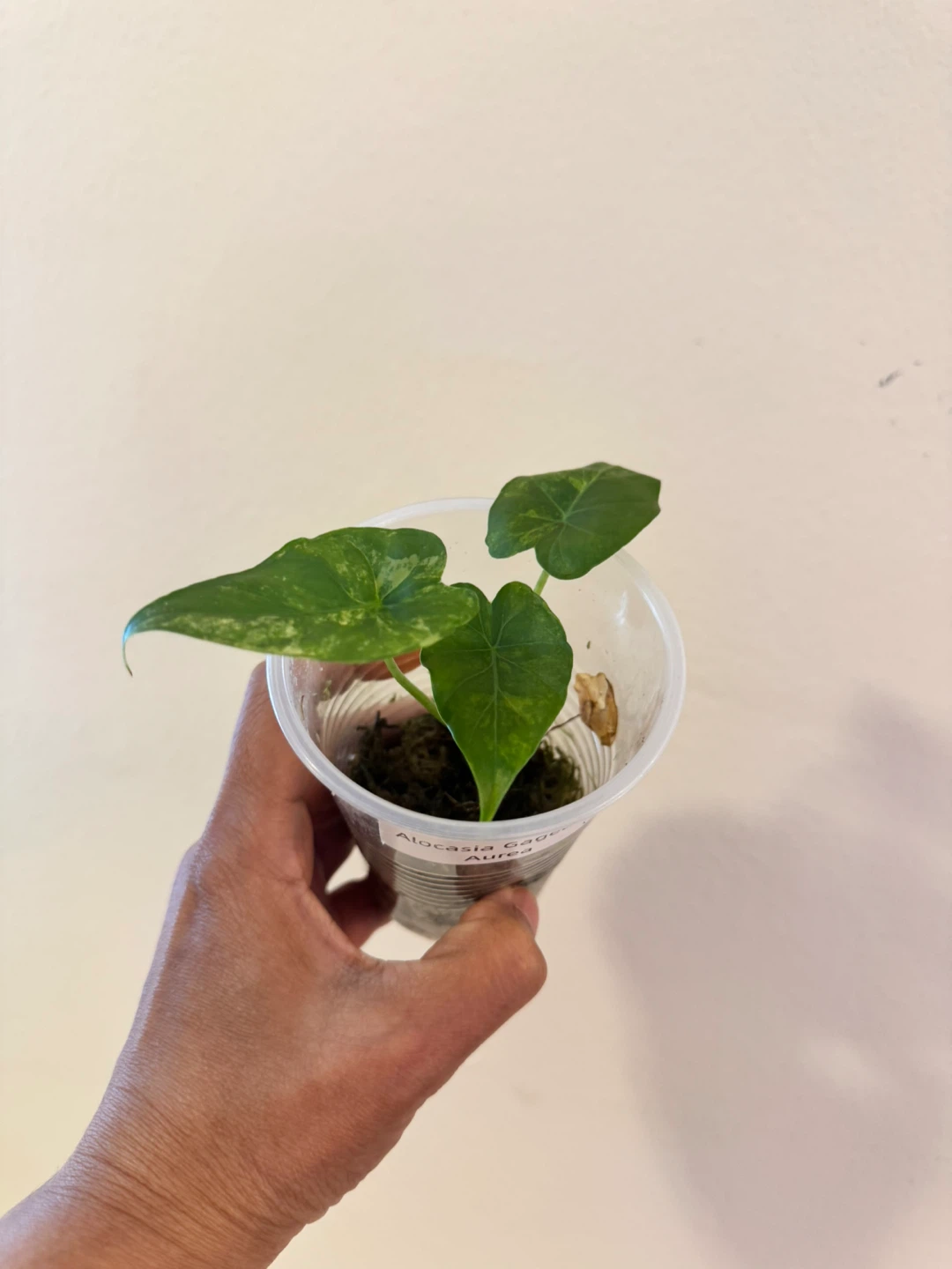 Alocasia Gageana Aurea Plant - photo 4