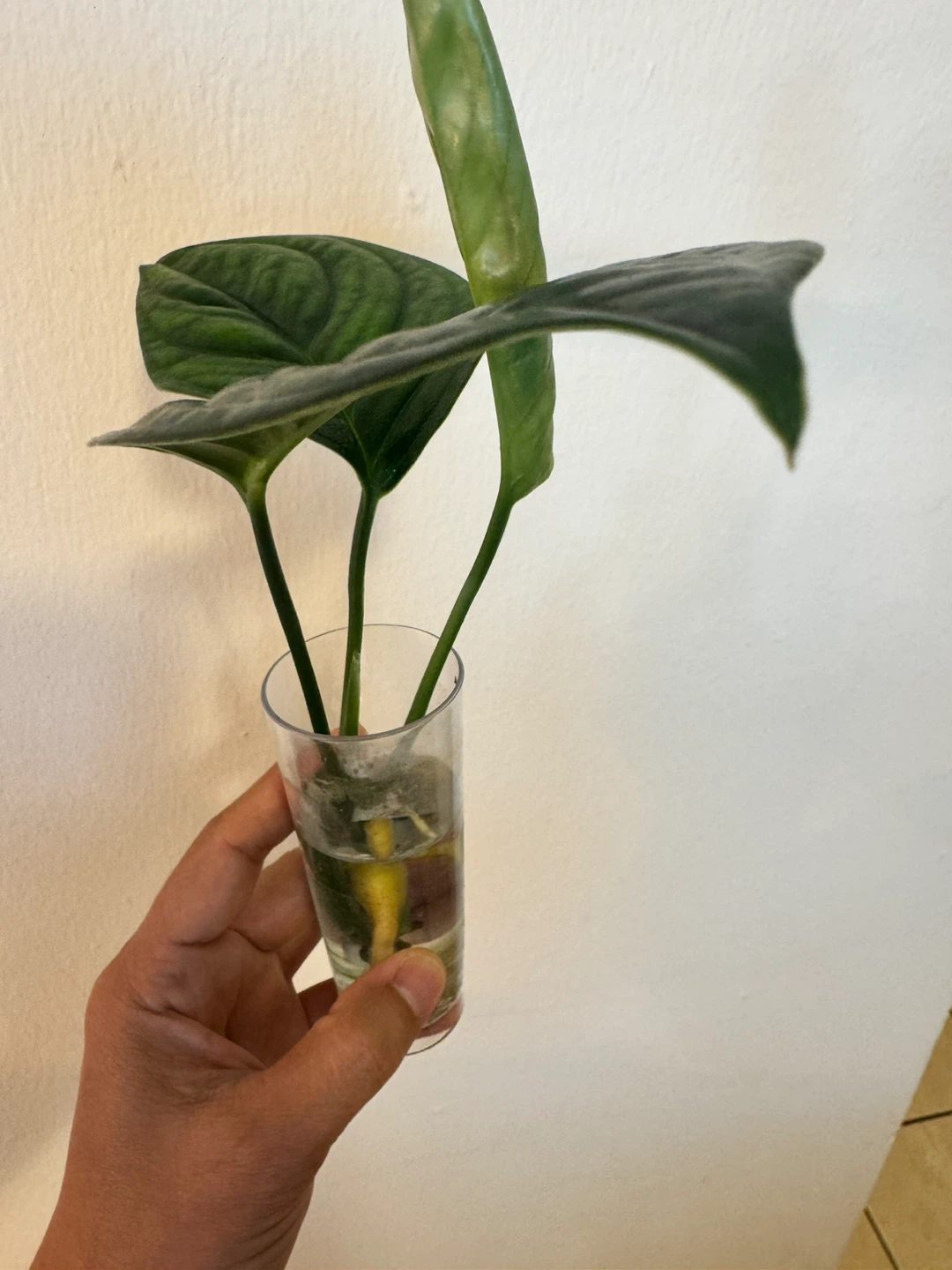 Monstera Black Onyx - photo 2
