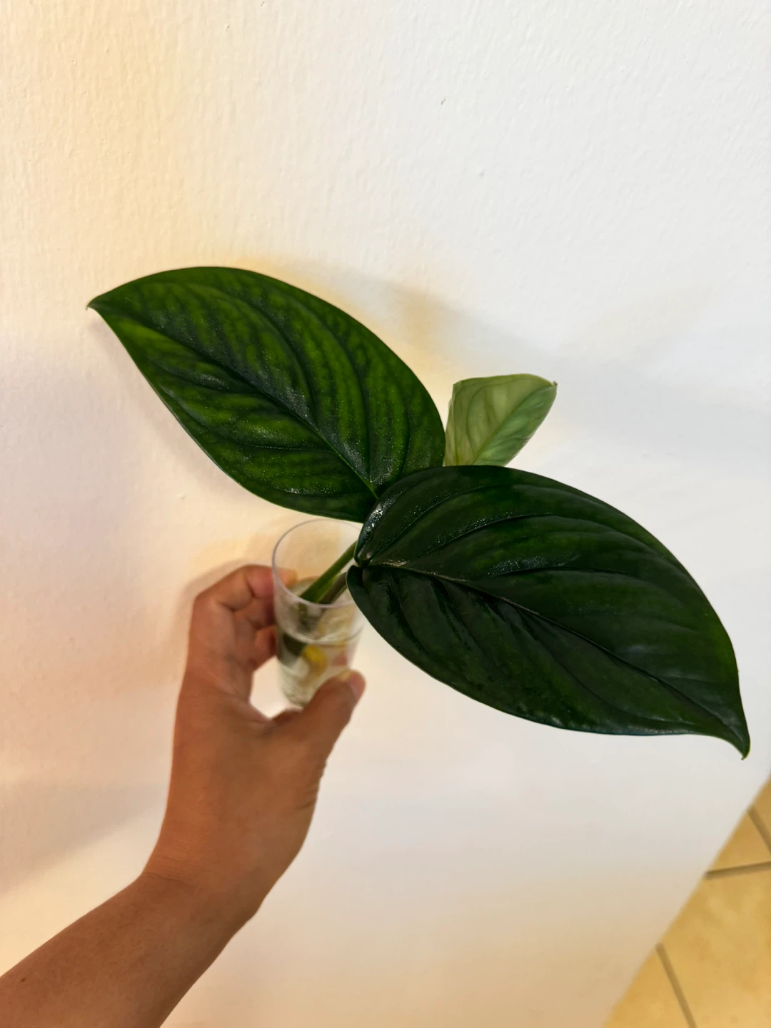 Monstera Black Onyx