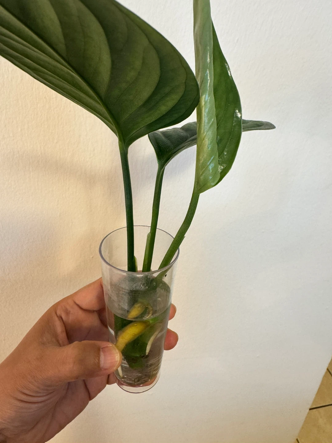 Monstera Black Onyx - photo 3