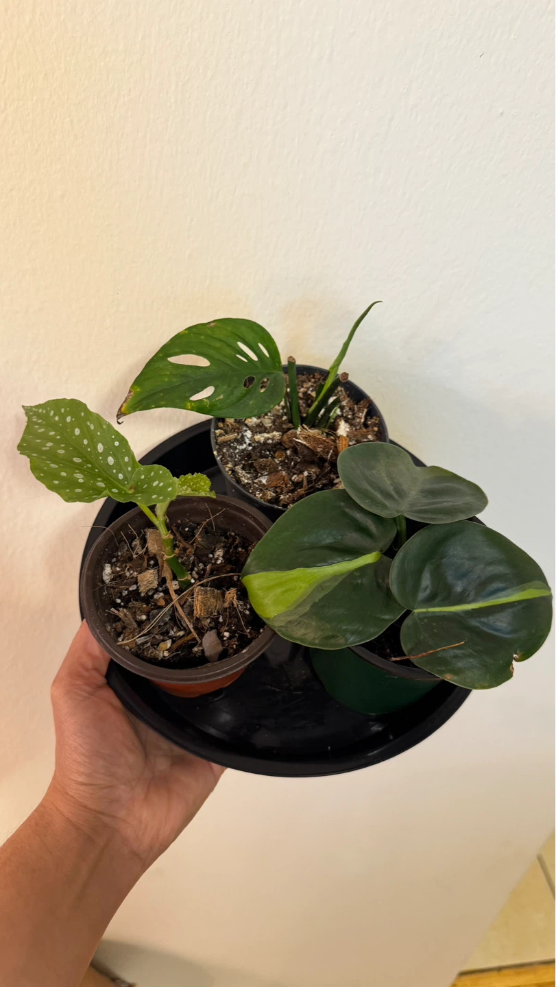 Plant purge: 3 for $7