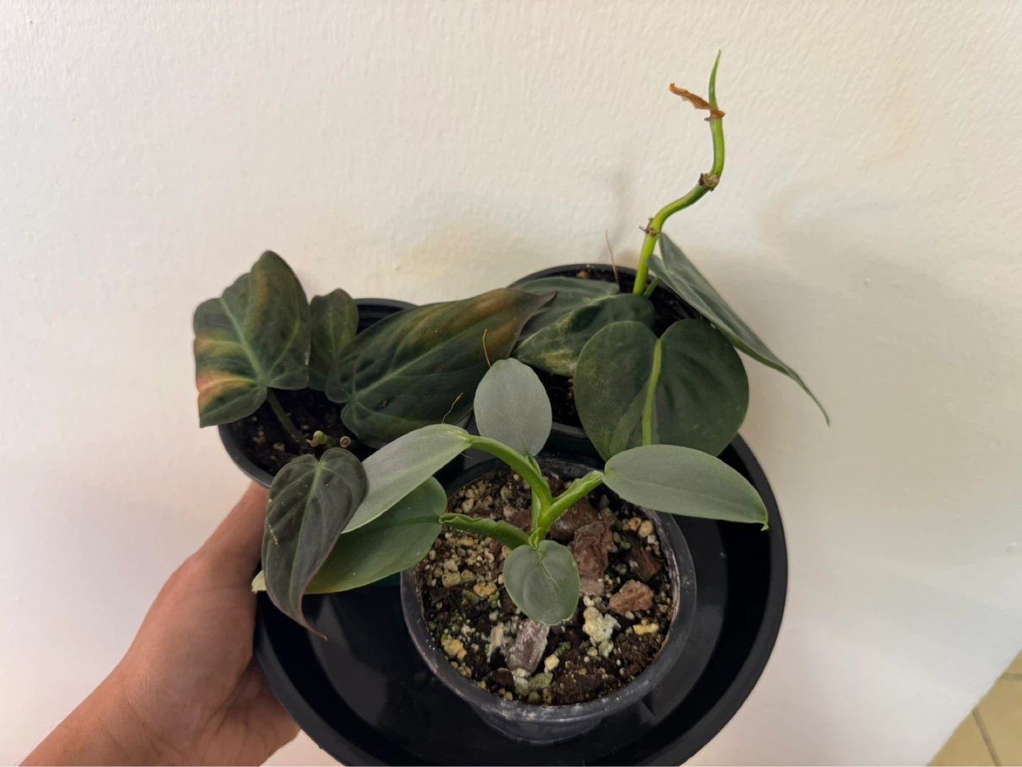 Assorted Philodendron Plants - 3 for $10