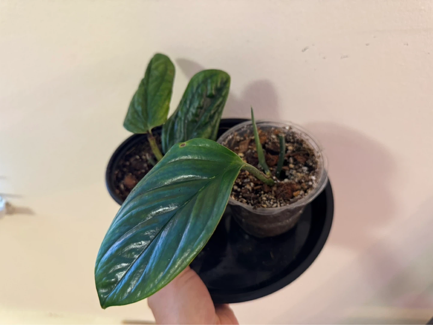 Assorted Monstera Plants - 2 for $10