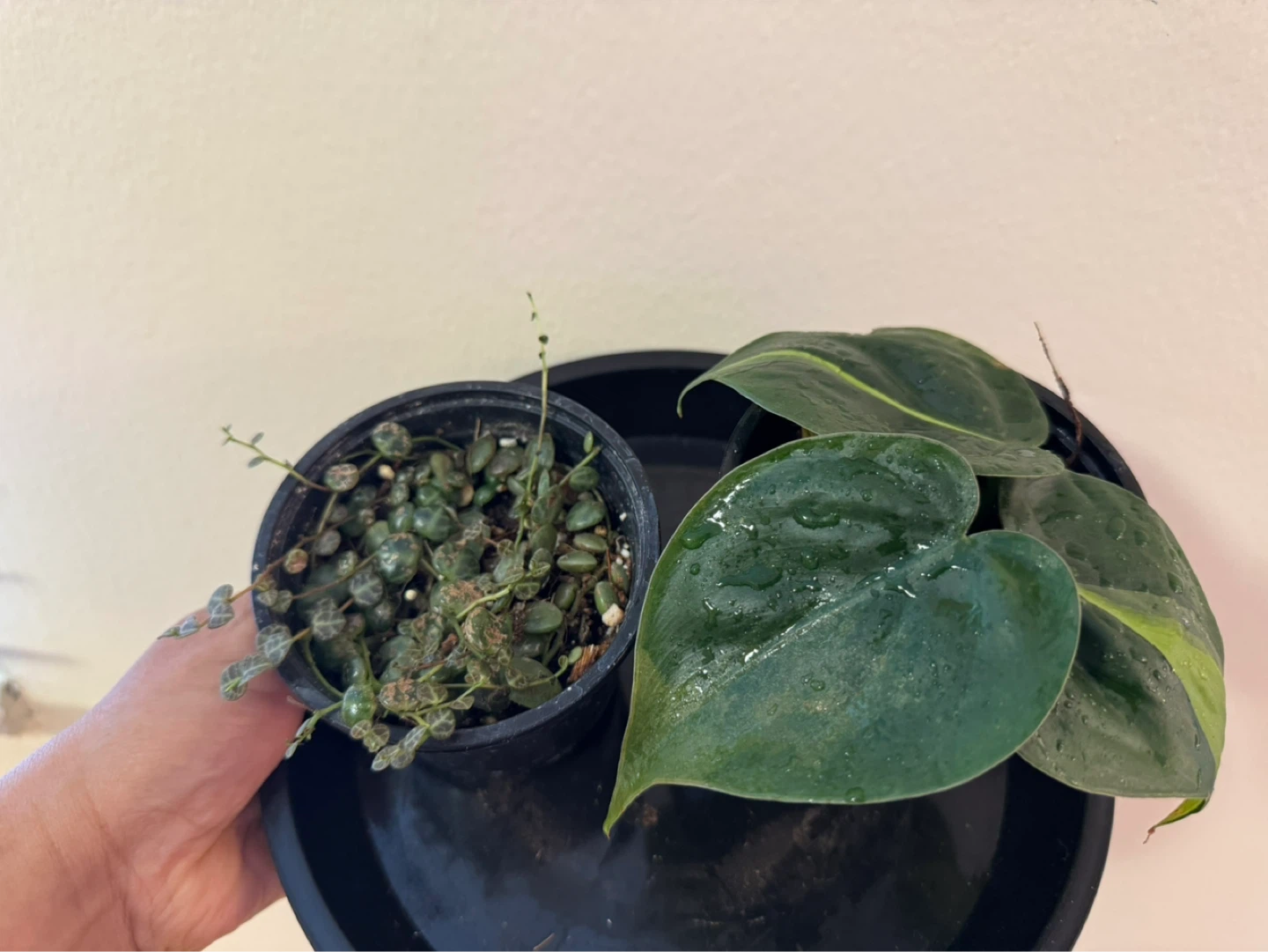Assorted Plants - 2 for $7