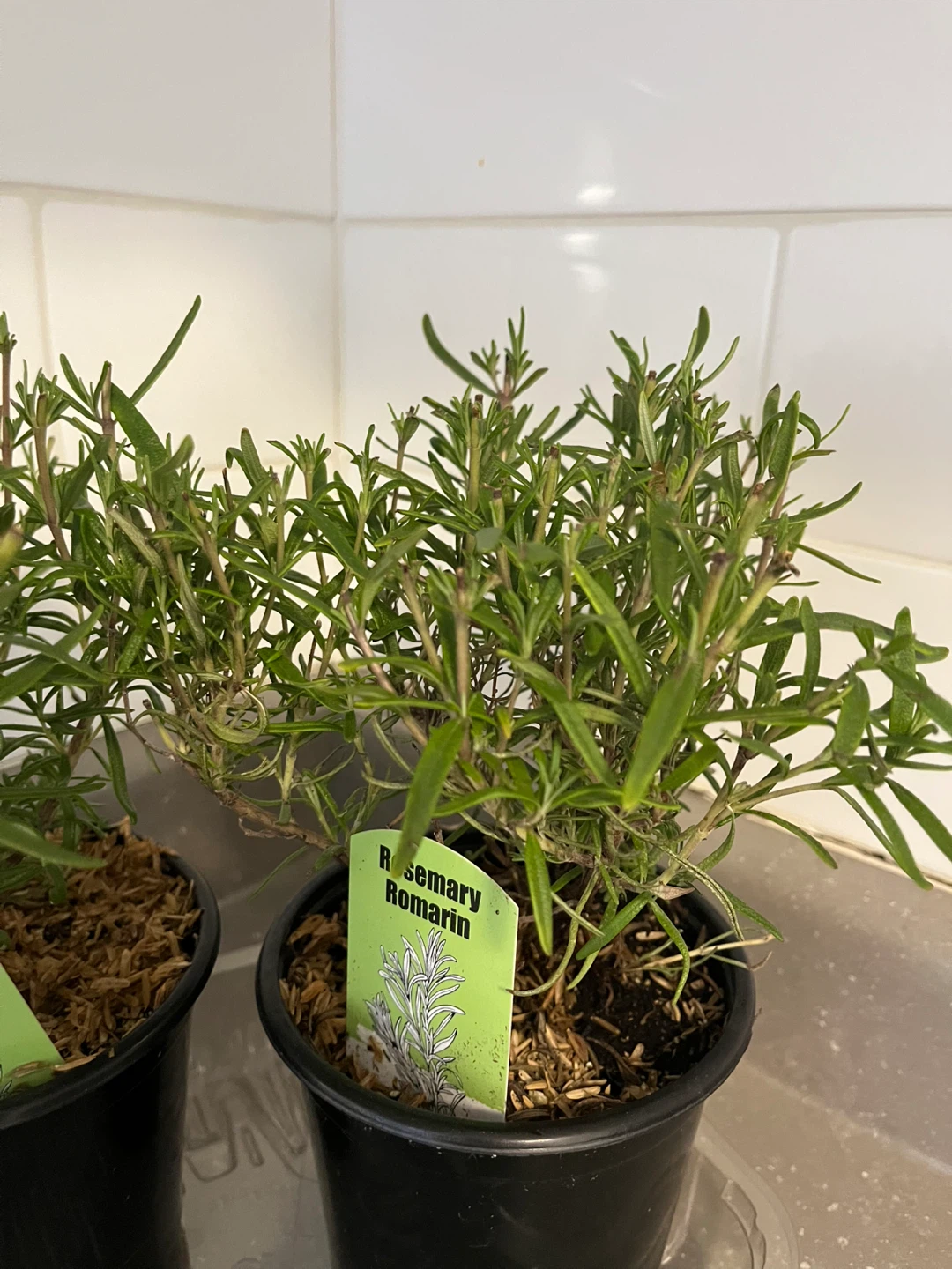 Rosemary Plant - photo 2