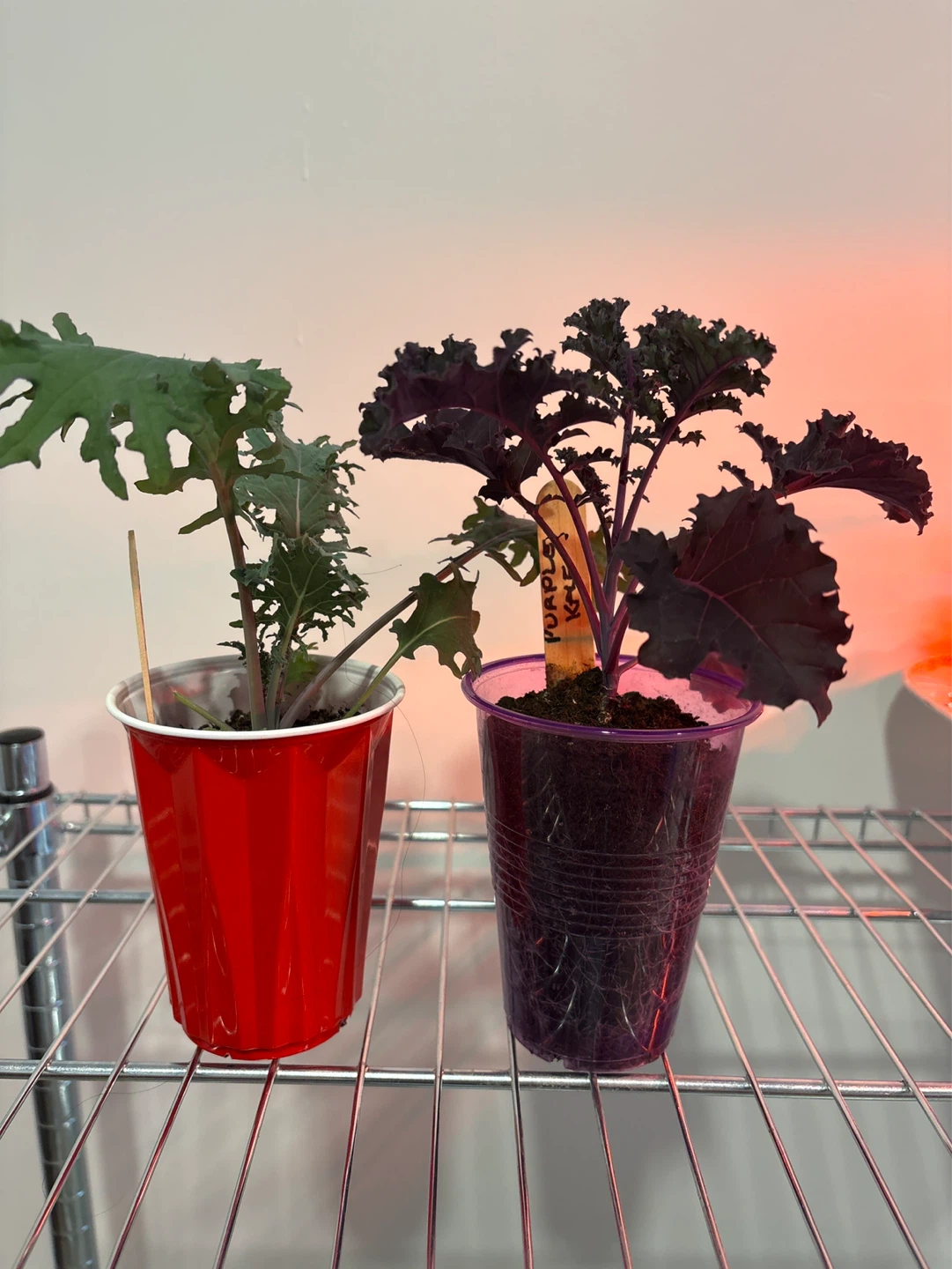 Purple Kale and Red Russian Kale Seedlings