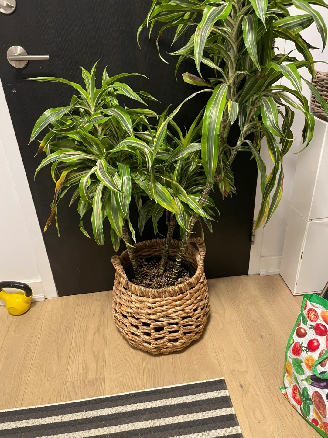 Plant in Woven Basket