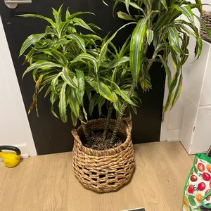 Plant