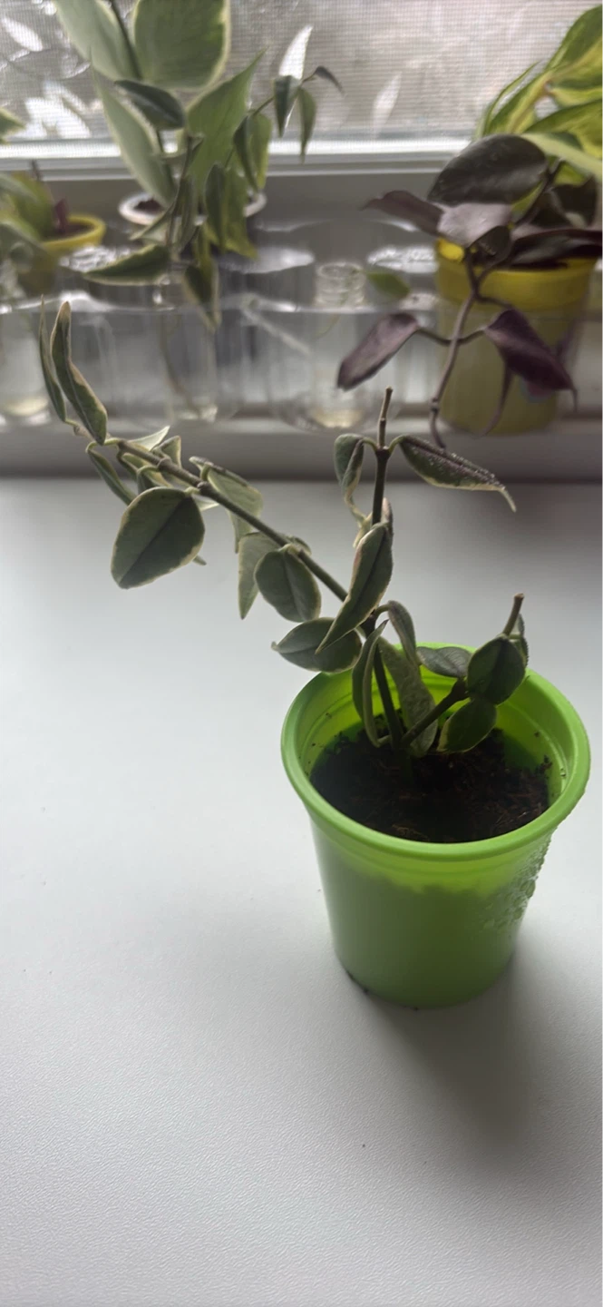 Variegated Hoya Plant in Pot - photo 2