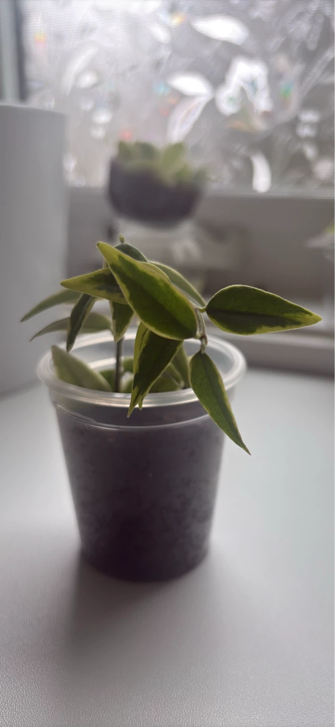 Variegated Hoya Plant in Pot - photo 3