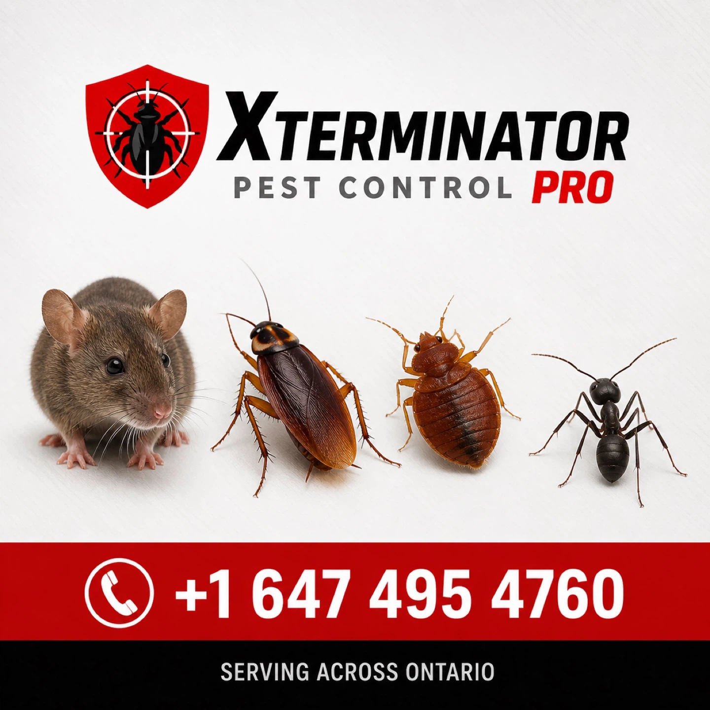Pest Control - Best Price Guaranteed - photo 2