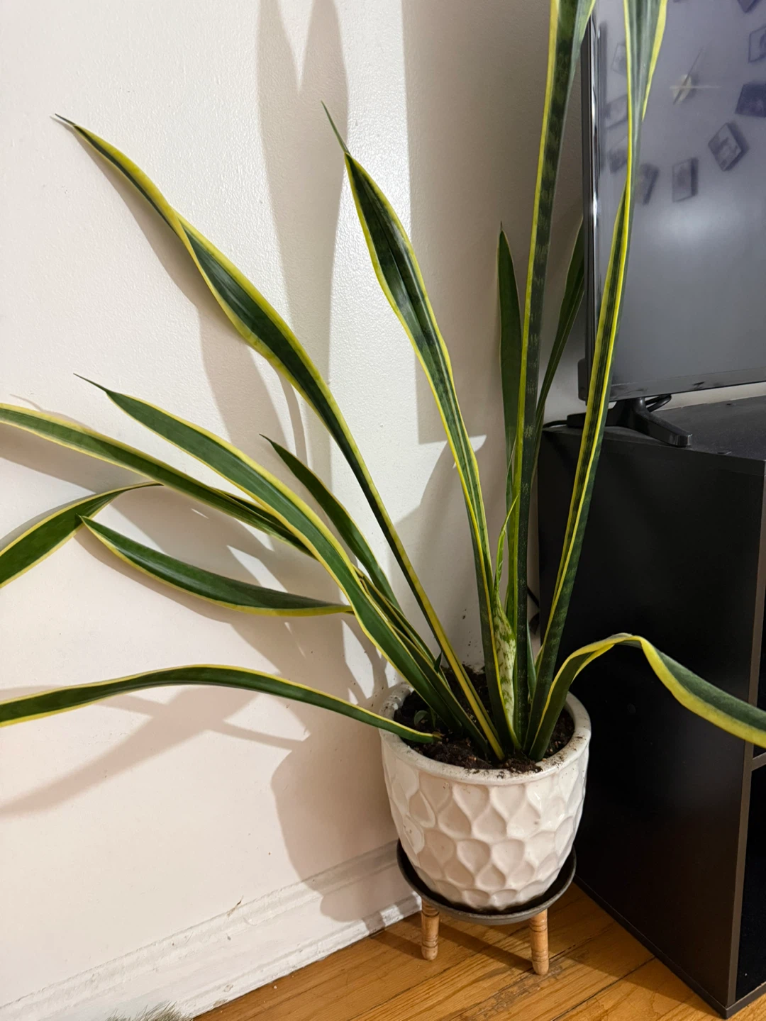 Snake Plant in Decorative White Pot