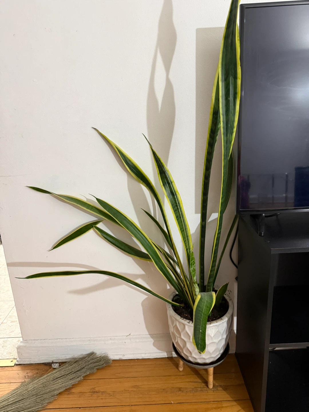 Snake Plant in Decorative White Pot - photo 3