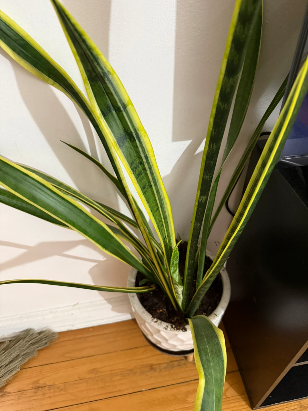 Snake Plant in Decorative White Pot - photo 2