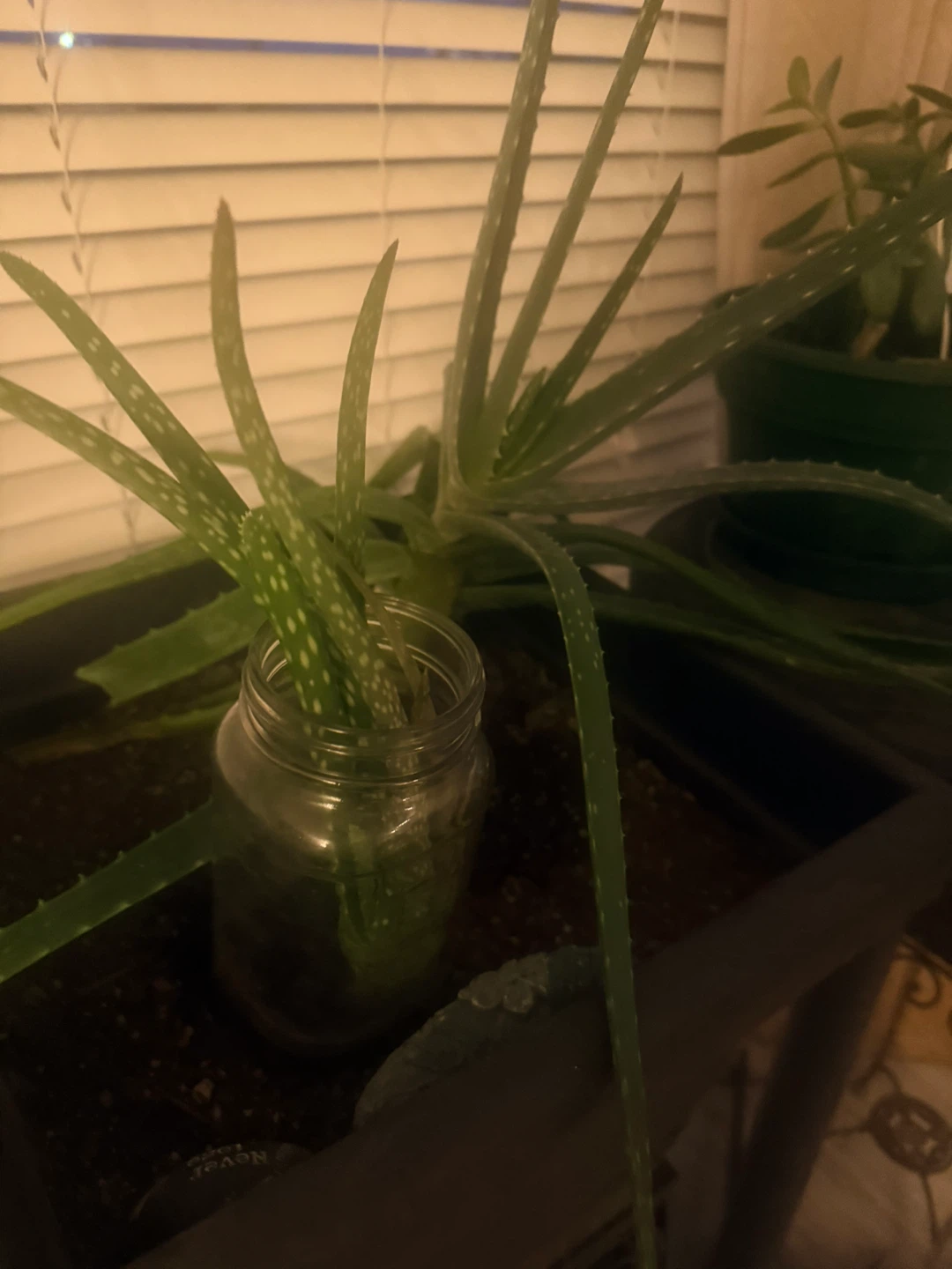 Aloe Vera Plant Cuttings in Jar