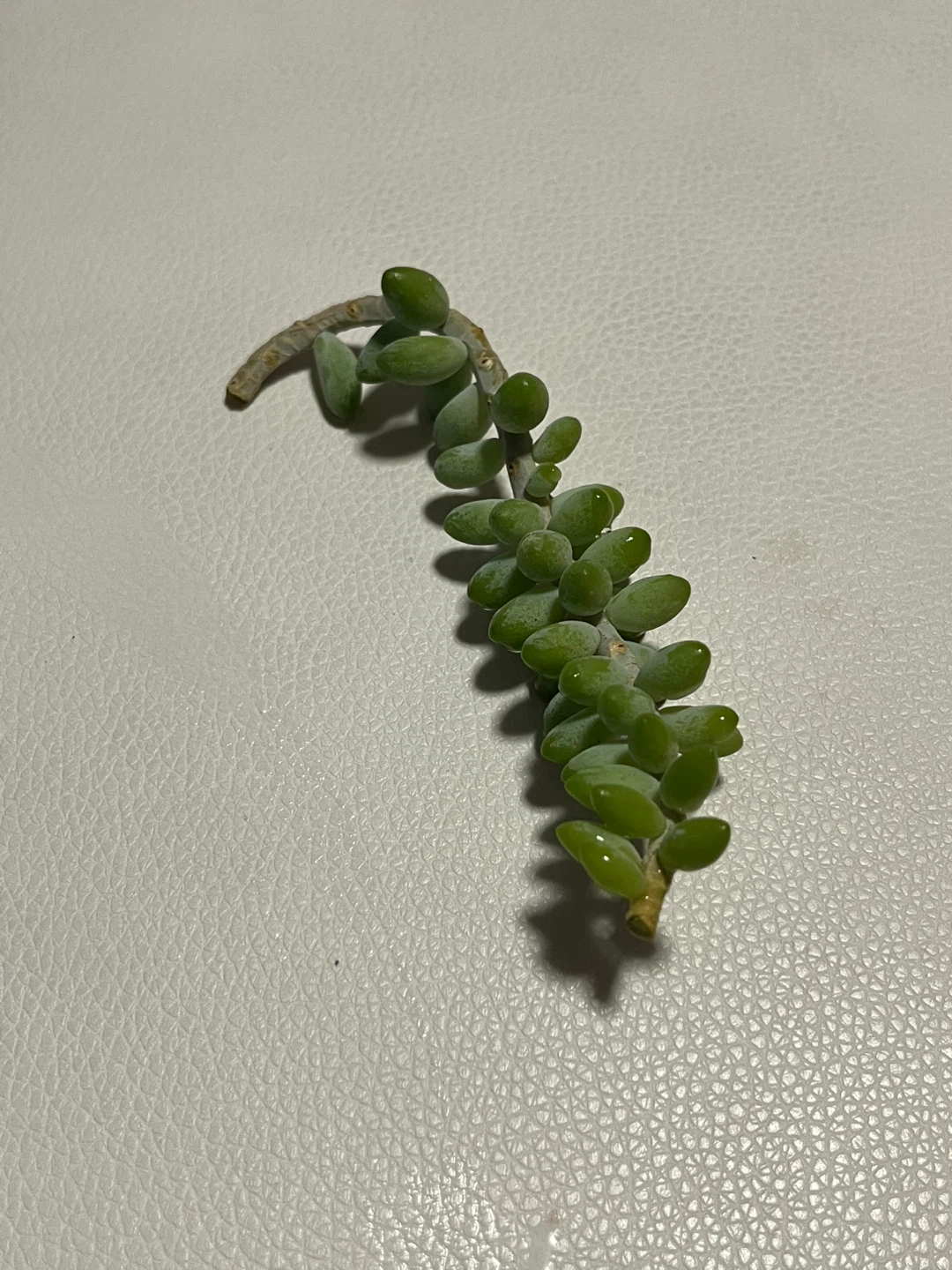 Burro's Tail Succulent Cutting