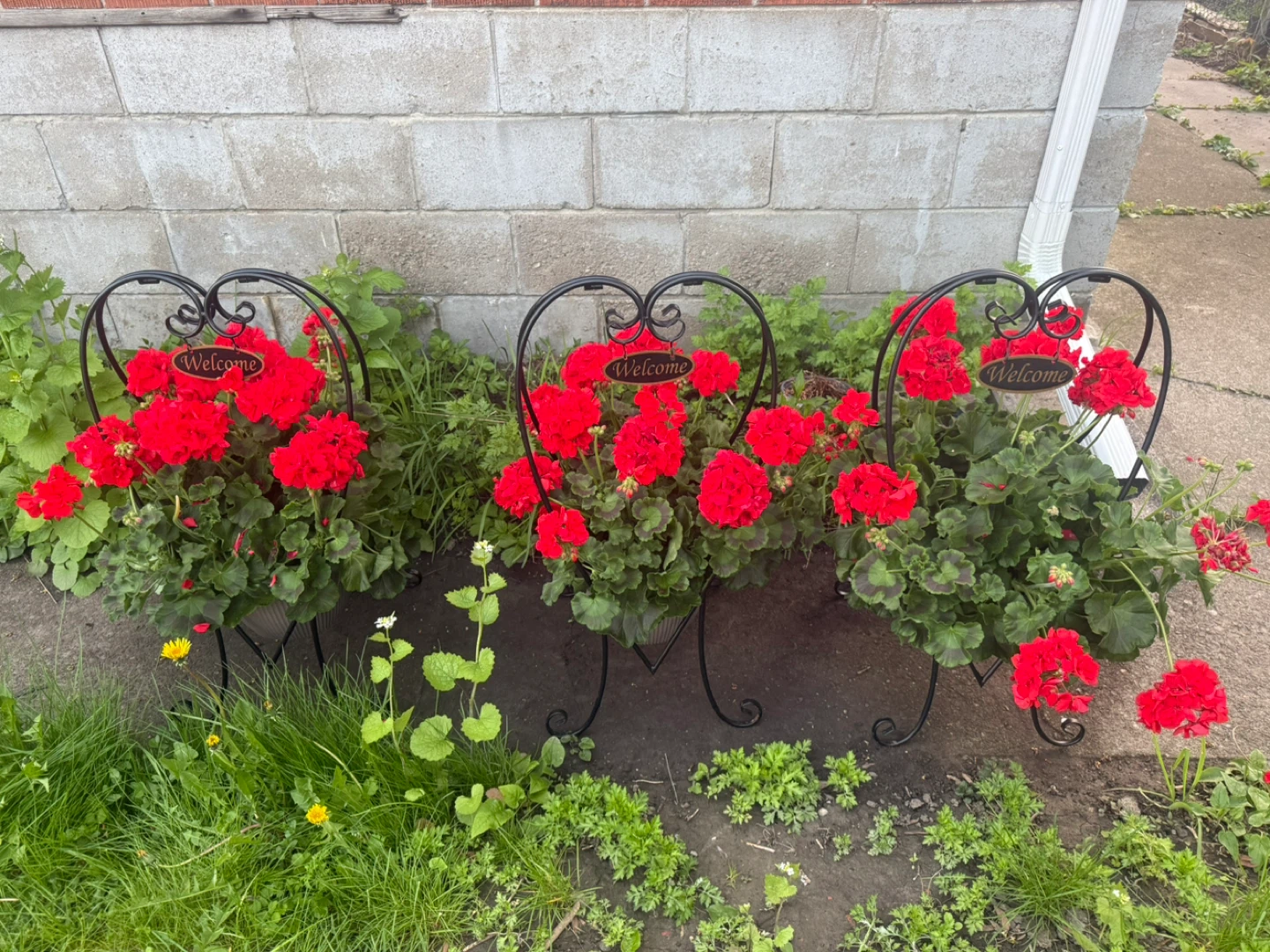 Geranium Hanging Baskets - photo 2