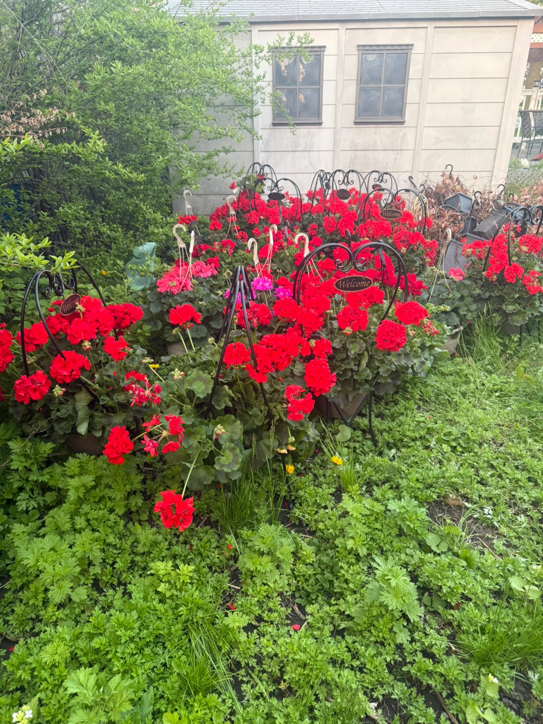 Geranium Hanging Baskets